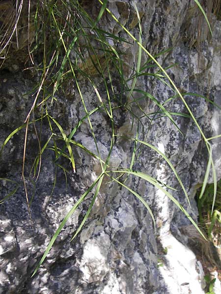 Seseli cantabricum \ Kantabrischer Bergfenchel, E Asturien, Cangas de Onis 8.8.2012