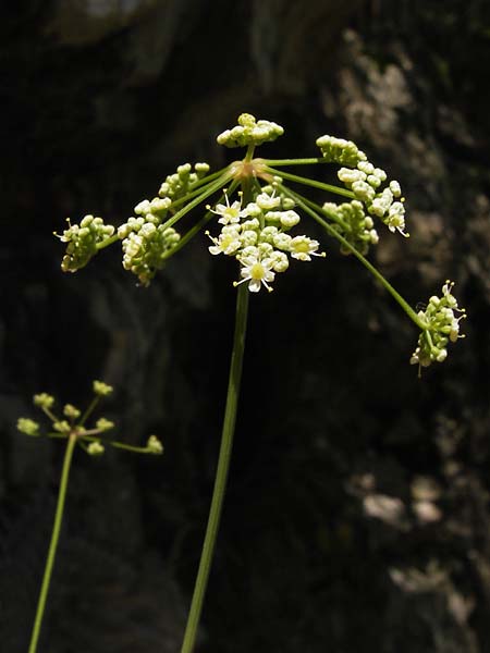 Seseli cantabricum \ Kantabrischer Bergfenchel / Cantabrian Seseli, E Asturien/Asturia, Cangas de Onis 8.8.2012