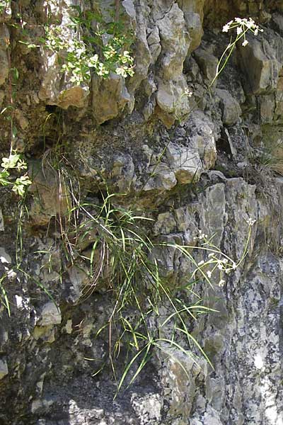 Seseli cantabricum \ Kantabrischer Bergfenchel / Cantabrian Seseli, E Asturien/Asturia, Cangas de Onis 8.8.2012