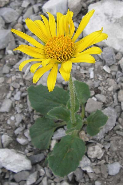 Doronicum grandiflorum / Large-Flowered Leopard's-Bane, E Picos de Europa, Fuente De 14.8.2012