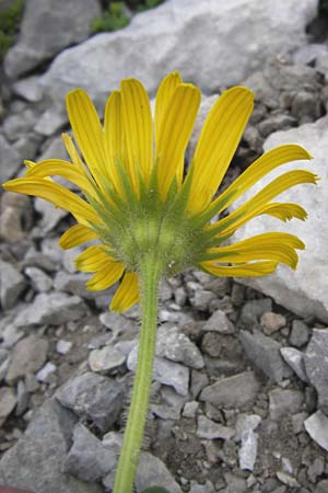 Doronicum grandiflorum / Large-Flowered Leopard's-Bane, E Picos de Europa, Fuente De 14.8.2012