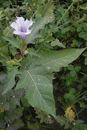 Datura stramonium var. tatula \ Blauer Stechapfel / Purple Thorn Apple, E Bermeo 17.8.2011