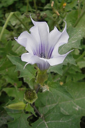 Datura stramonium var. tatula \ Blauer Stechapfel / Purple Thorn Apple, E Bermeo 17.8.2011