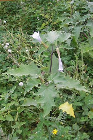 Datura stramonium var. tatula \ Blauer Stechapfel / Purple Thorn Apple, E Bermeo 17.8.2011