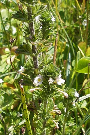 Euphrasia hirtella / Small Flowered Sticky Eyebright, E Picos de Europa, Posada de Valdeon 13.8.2012