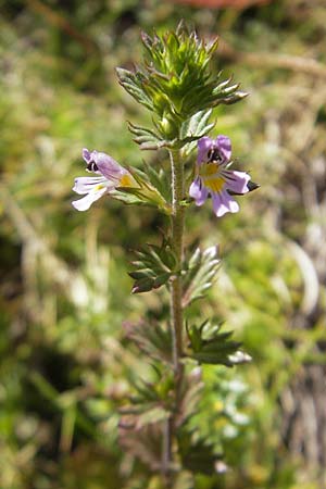 Euphrasia stricta / Drug Eyebright, E Pyrenees, Hecho - Valley 19.8.2011