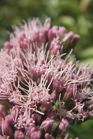 Eupatorium cannabinum \ Wasserdost / Hemp Agrimony, E Asturien/Asturia, Cangas de Onis 8.8.2012