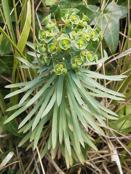 Euphorbia graminifolia \ Grasblttrige Wolfsmilch / Grassleaf Spurge, E Lekeitio 6.8.2012