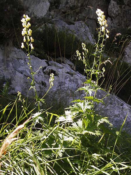 Aconitum lycoctonum subsp. neapolitanum \ Hahnenfublttriger Eisenhut, E Picos de Europa, Covadonga 7.8.2012
