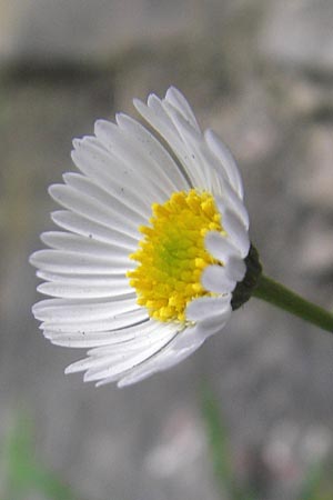 Erigeron karvinskianus \ Karwinskis Berufkraut, E San Sebastian 14.8.2011