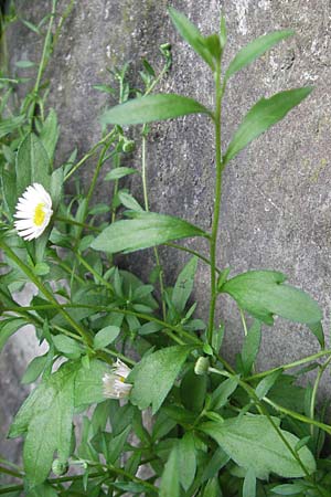 Erigeron karvinskianus / Mexican Fleabane, E San Sebastian 14.8.2011