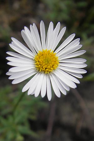 Erigeron karvinskianus \ Karwinskis Berufkraut, E San Sebastian 15.8.2011