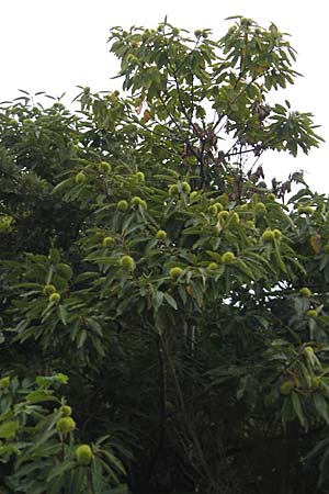 Castanea sativa \ Edel-Kastanie, Ess-Kastanie, E Bermeo 17.8.2011