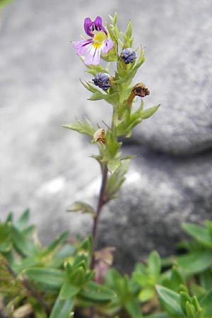 Euphrasia minima \ Zwerg-Augentrost / Dwarf Eyebright, E Pyrenäen/Pyrenees, Ordesa 23.8.2011