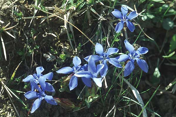 Gentiana verna / Spring Gentian, E Navarra, Pamplona 2.5.2004