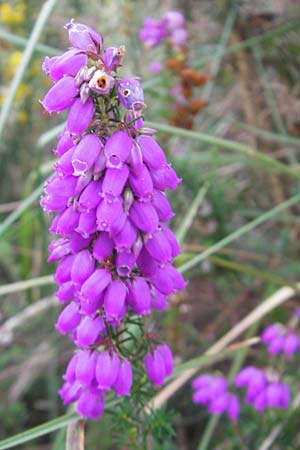 Erica cinerea / Bell Heath, E Zarautz 14.8.2011