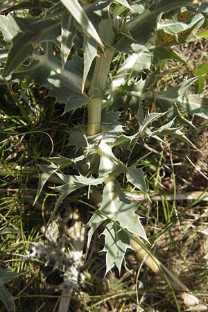 Eryngium maritimum \ Stranddistel / Sea Holly, E Zumaia 16.8.2011