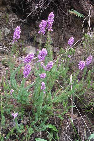 Erica cinerea / Bell Heath, E Bermeo 17.8.2011