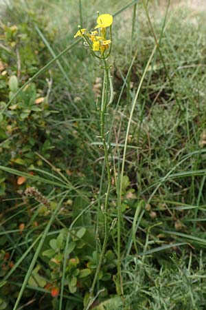 Erysimum ruscinonense \ Provence-Schterich / Provence Treacle Mustard, E Pyrenäen/Pyrenees, Cadi, Coll de Jovell 7.8.2018