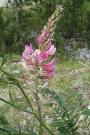 Onobrychis viciifolia \ Futter-Esparsette, Saat-Esparsette, E Pyrenäen, Caldes de Boi 16.8.2006