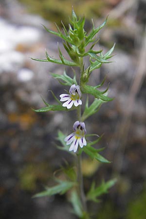 Euphrasia salisburgensis \ Salzburger Augentrost / Irish Eyebright, E Pyrenäen/Pyrenees, Ordesa 22.8.2011