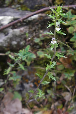 Euphrasia salisburgensis \ Salzburger Augentrost / Irish Eyebright, E Pyrenäen/Pyrenees, Ordesa 22.8.2011