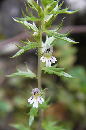 Euphrasia salisburgensis \ Salzburger Augentrost / Irish Eyebright, E Pyrenäen/Pyrenees, Ordesa 22.8.2011