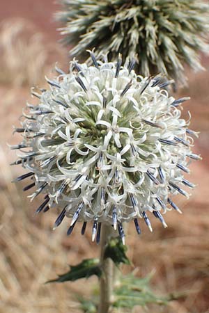 Echinops sphaerocephalus \ Drsenblttrige Kugeldistel, Rundkpfige Kugeldistel / Glandular Globe Thistle, E Pyrenäen/Pyrenees, Cadi, Fornols 7.8.2018