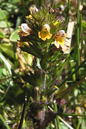 Euphrasia minima \ Zwerg-Augentrost / Dwarf Eyebright, E Pyrenäen/Pyrenees, Caldes de Boi 18.8.2006