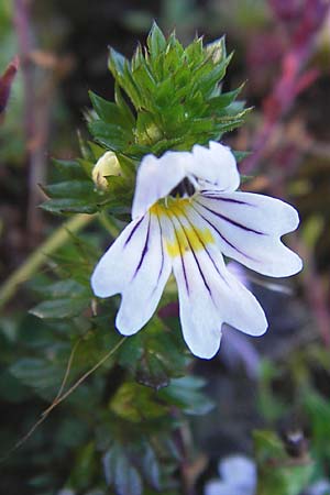 Euphrasia rostkoviana / Common Eyebright, E Picos de Europa, Covadonga 7.8.2012