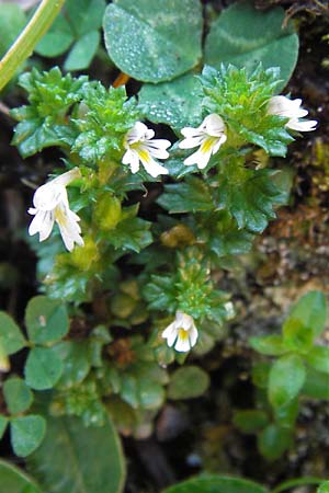 Euphrasia rostkoviana \ Gewhnlicher Augentrost / Common Eyebright, E Picos de Europa, Covadonga 7.8.2012