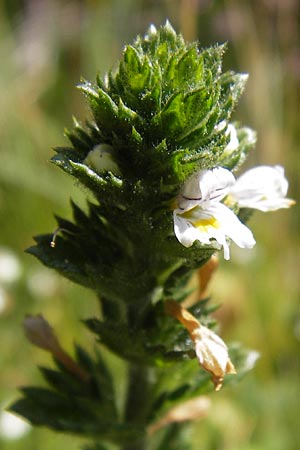 Euphrasia hirtella / Small Flowered Sticky Eyebright, E Picos de Europa, Posada de Valdeon 13.8.2012