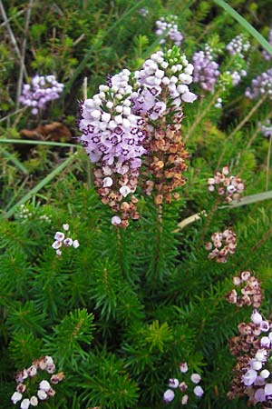 Erica vagans \ Wander-Heide, Cornwall-Heide / Cornish Heath, E Zarautz 14.8.2011