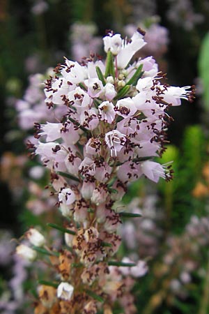 Erica vagans \ Wander-Heide, Cornwall-Heide / Cornish Heath, E Getaria 16.8.2011