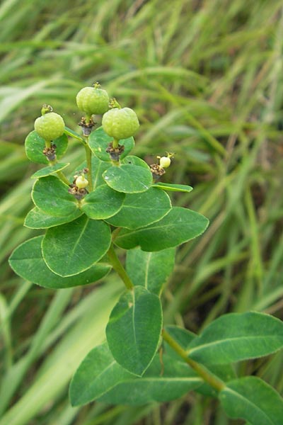 Euphorbia villosa \ Zottige Wolfsmilch, Flaumige Wolfsmilch / Hairy Spurge, E Getaria 16.8.2011