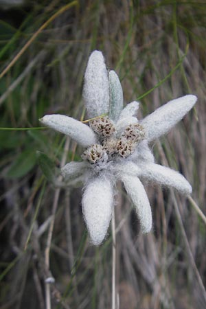 Leontopodium alpinum \ Edelwei / Edelweiss, E Pyrenäen/Pyrenees, Ordesa 23.8.2011