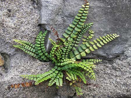 Asplenium trichomanes subsp. quadrivalens \ Tetraploider Brauner Streifenfarn, Gewhnlicher Brauner Streifenfarn, E Zumaia 16.8.2011