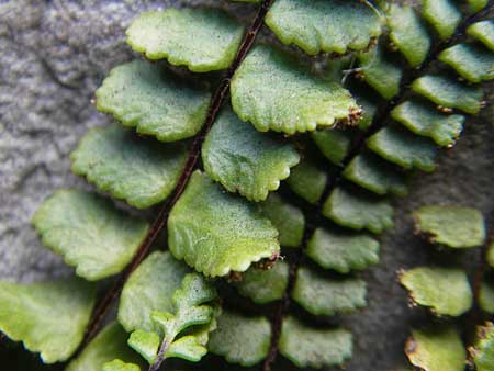 Asplenium trichomanes subsp. quadrivalens \ Tetraploider Brauner Streifenfarn, Gewhnlicher Brauner Streifenfarn / Tetraploid Spleenwort, E Zumaia 16.8.2011