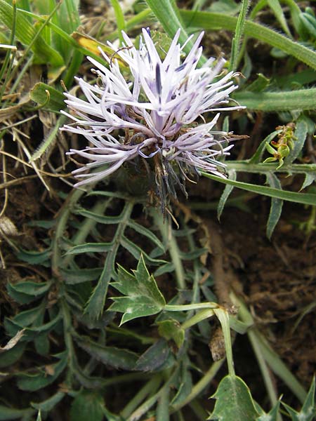 Carthamus mitissimus \ Blaue Frberdistel / Blue Safflower, E Picos de Europa, Fuente De 14.8.2012