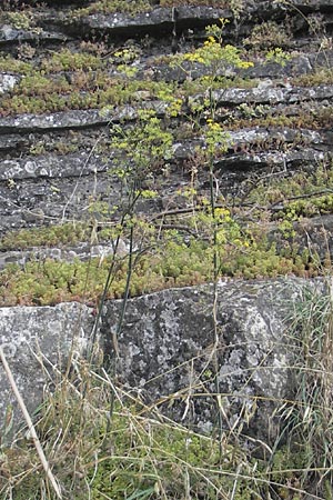 Foeniculum vulgare \ Fenchel, E Pyrenäen, Ordesa 24.8.2011