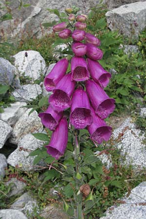 Digitalis purpurea \ Roter Fingerhut / Foxgloves, E Pyrenäen/Pyrenees, Caldes de Boi 16.8.2006