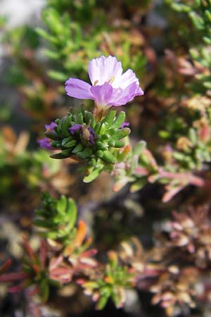 Frankenia laevis \ Seeheide / Sea Heath, E Asturien/Asturia Ribadesella 10.8.2012