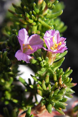 Frankenia laevis \ Seeheide / Sea Heath, E Asturien/Asturia Ribadesella 10.8.2012