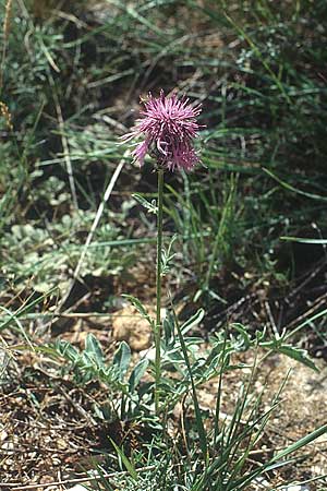 Centaurea scabiosa / Greater Knapweed, E Prov.  Teruel 23.7.2001