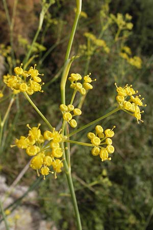 Foeniculum vulgare \ Fenchel / Fennel, E Asturien/Asturia Ribadesella 10.8.2012