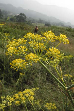 Foeniculum vulgare \ Fenchel / Fennel, E Asturien/Asturia Ribadesella 10.8.2012