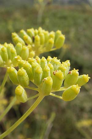 Foeniculum vulgare \ Fenchel / Fennel, E Asturien/Asturia Ribadesella 10.8.2012