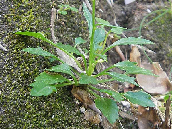 Campanula cochlearifolia \ Kleine Glockenblume / Fairy's Thimble, E Pyrenäen/Pyrenees, Ordesa 23.8.2011