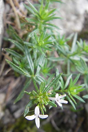 Asperula hirta \ Rauer Meister / Mat Woodruff, E Pyrenäen/Pyrenees, Ordesa 23.8.2011