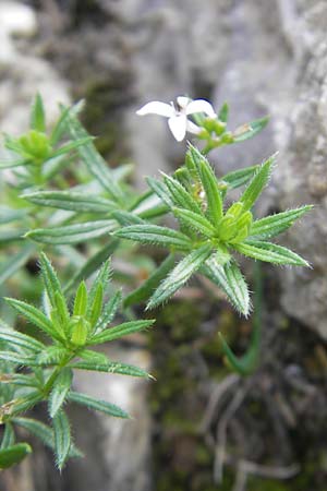 Asperula hirta \ Rauer Meister / Mat Woodruff, E Pyrenäen/Pyrenees, Ordesa 23.8.2011